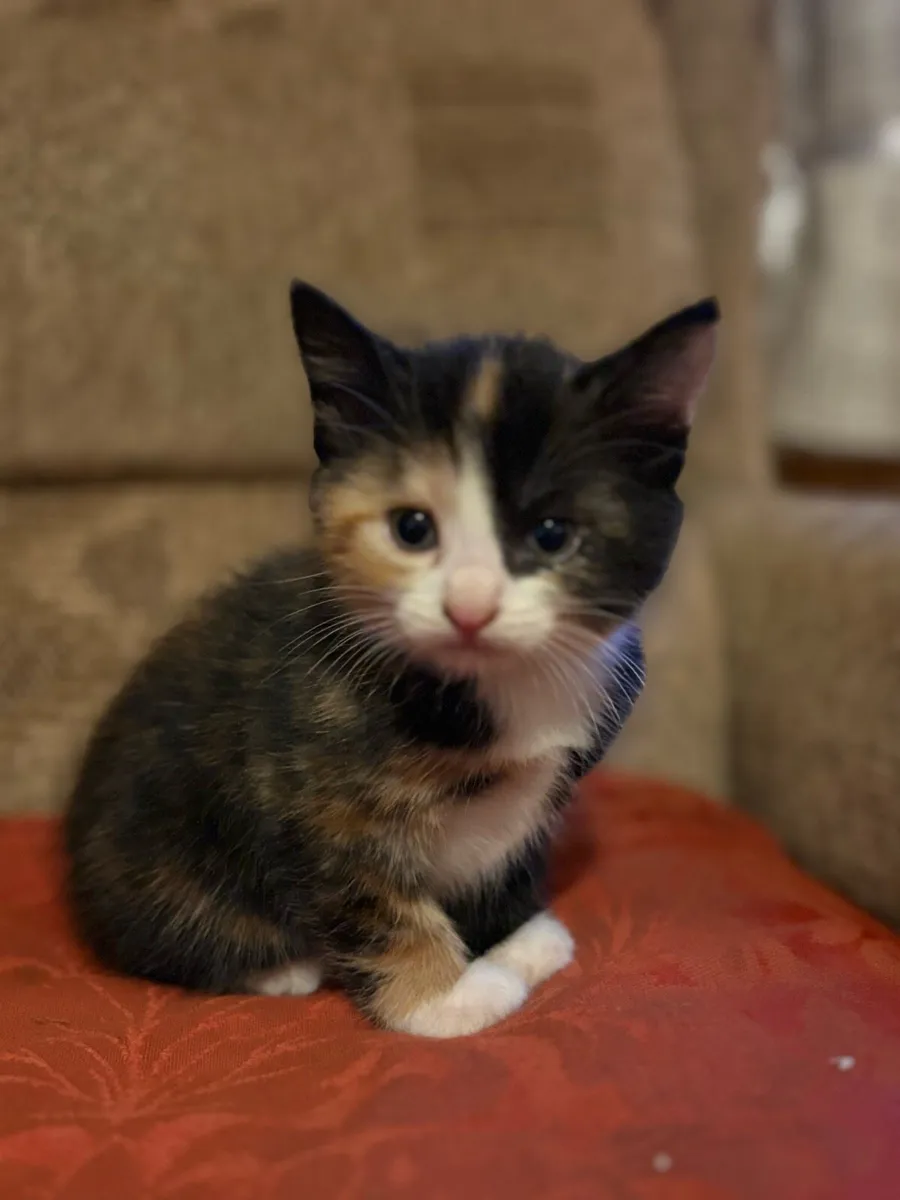 Adorable kittens - Image 1