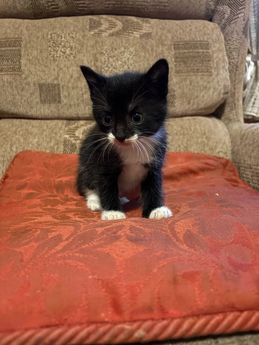 Adorable kitten - Image 1