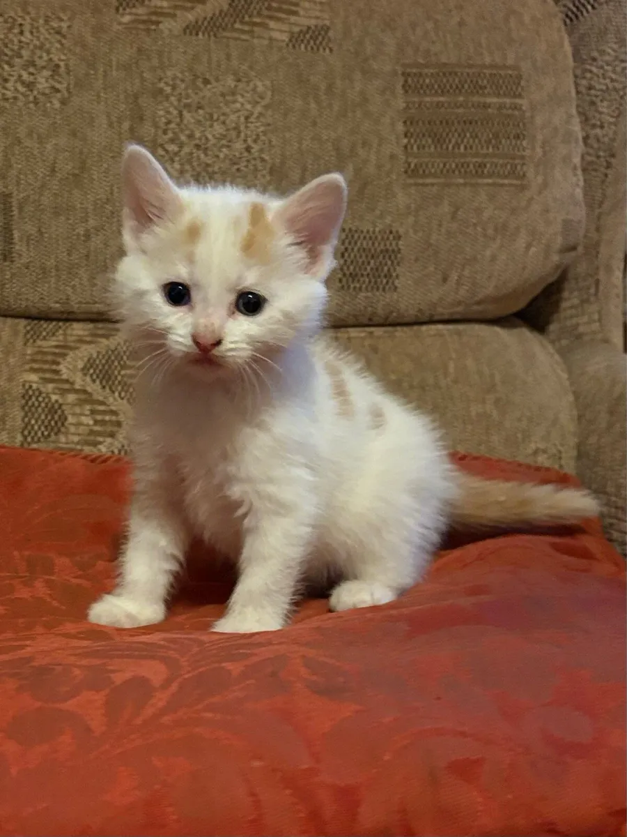 Adorable kittens - Image 1