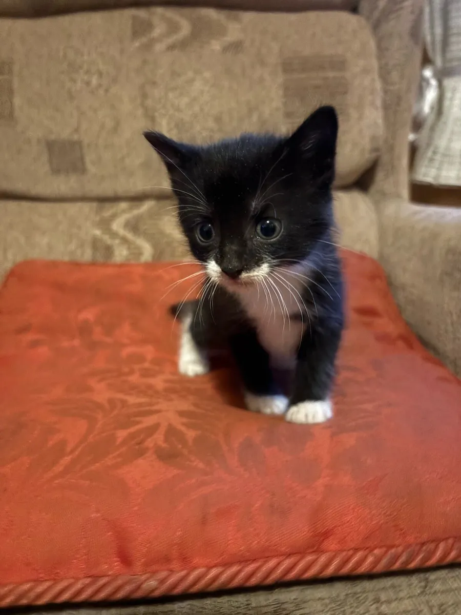 Adorable kitten - Image 2