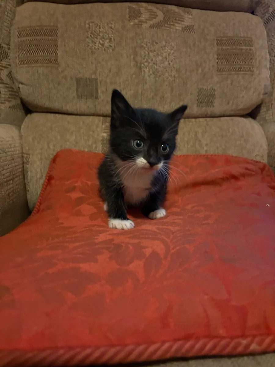 Adorable kitten - Image 3