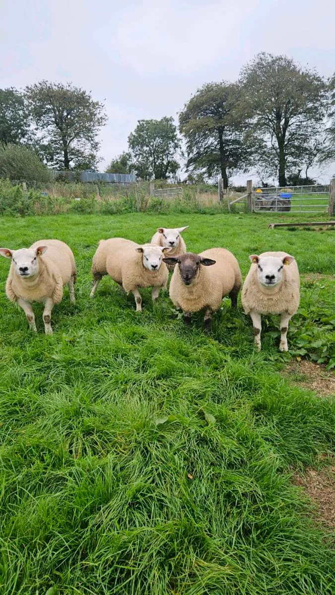 Texel and Suftex rams - Image 1