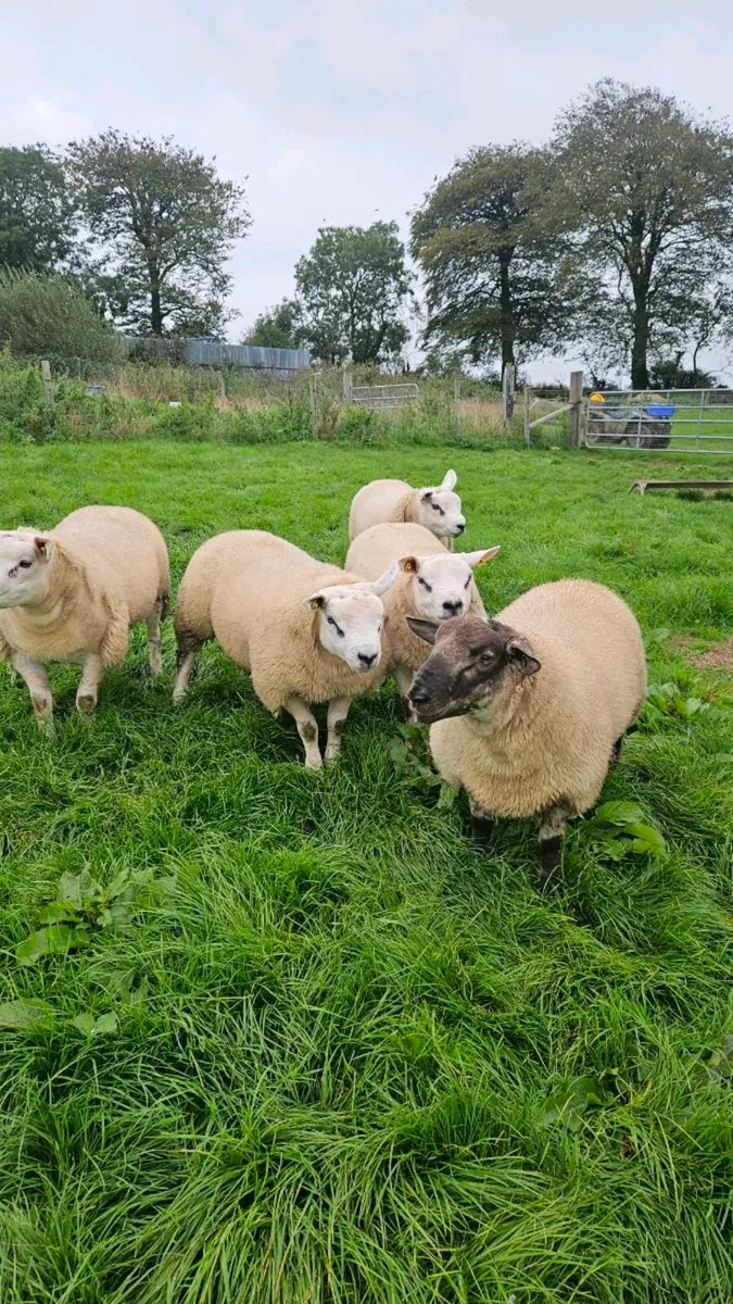 Texel and Suftex rams - Image 3