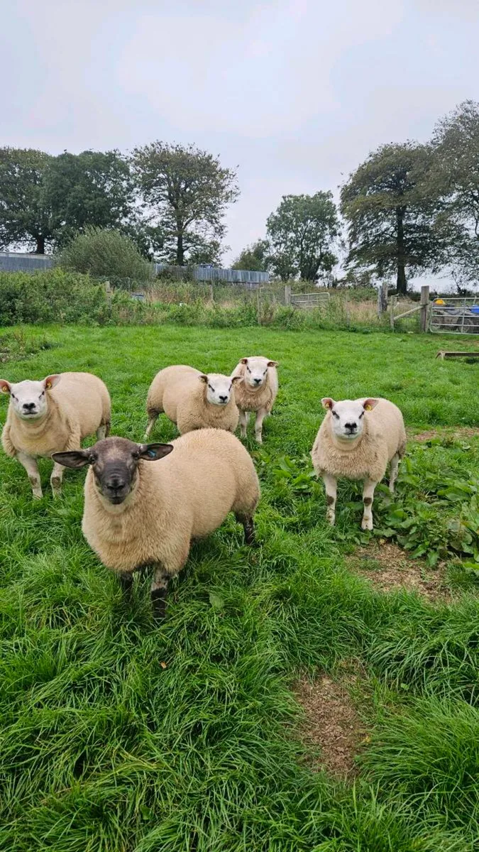 Texel and Suftex rams - Image 4
