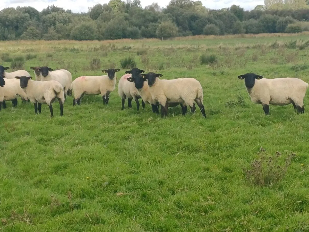 Hoggets - Image 3