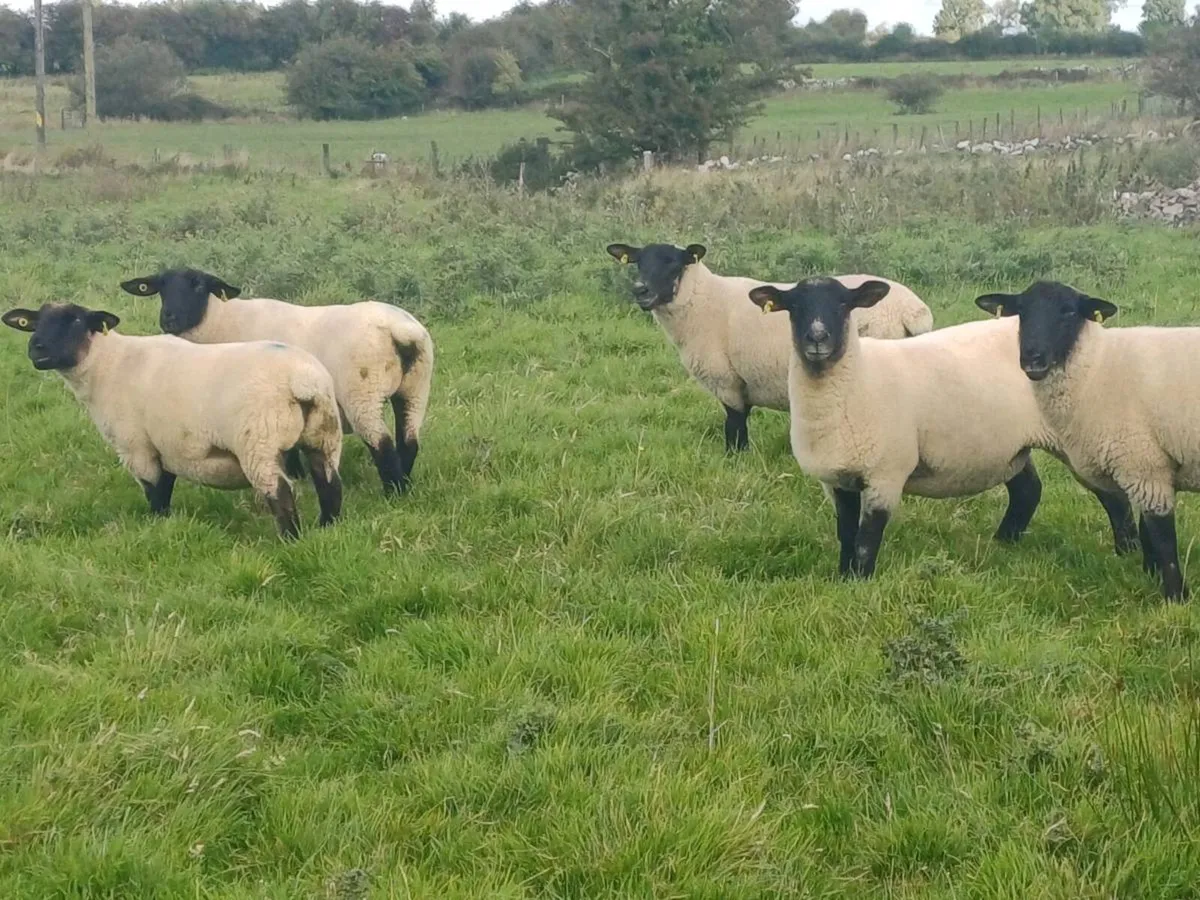 Hoggets - Image 2