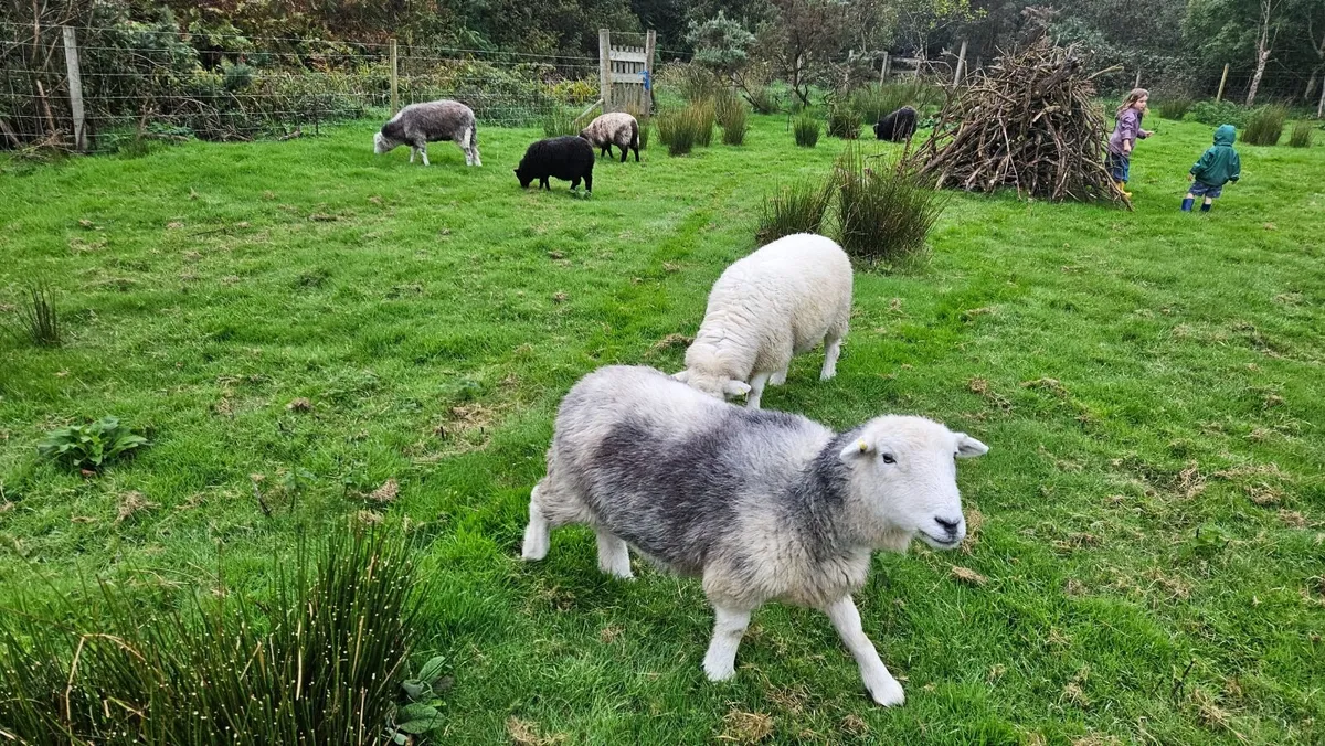 Lambs and ewes - Image 1