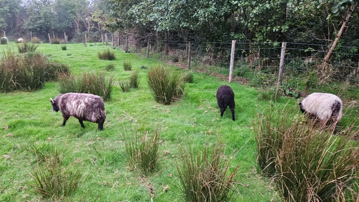 Lambs and ewes - Image 2
