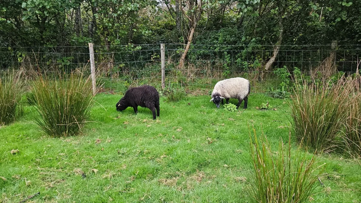 Lambs and ewes - Image 3