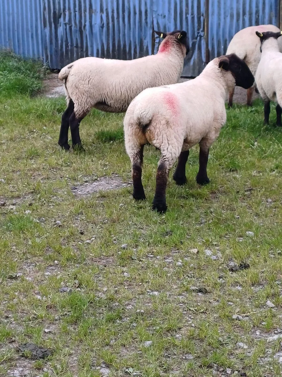10 Ewe Hoggets - Image 3