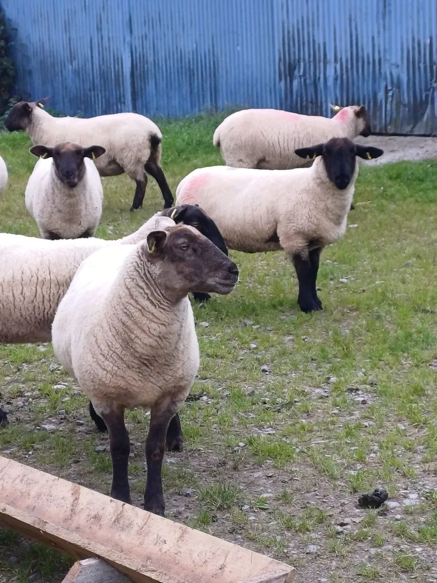 10 Ewe Hoggets - Image 4