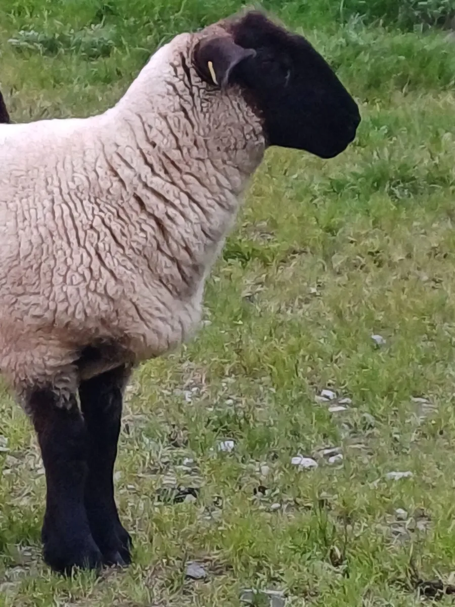10 Ewe Hoggets - Image 2