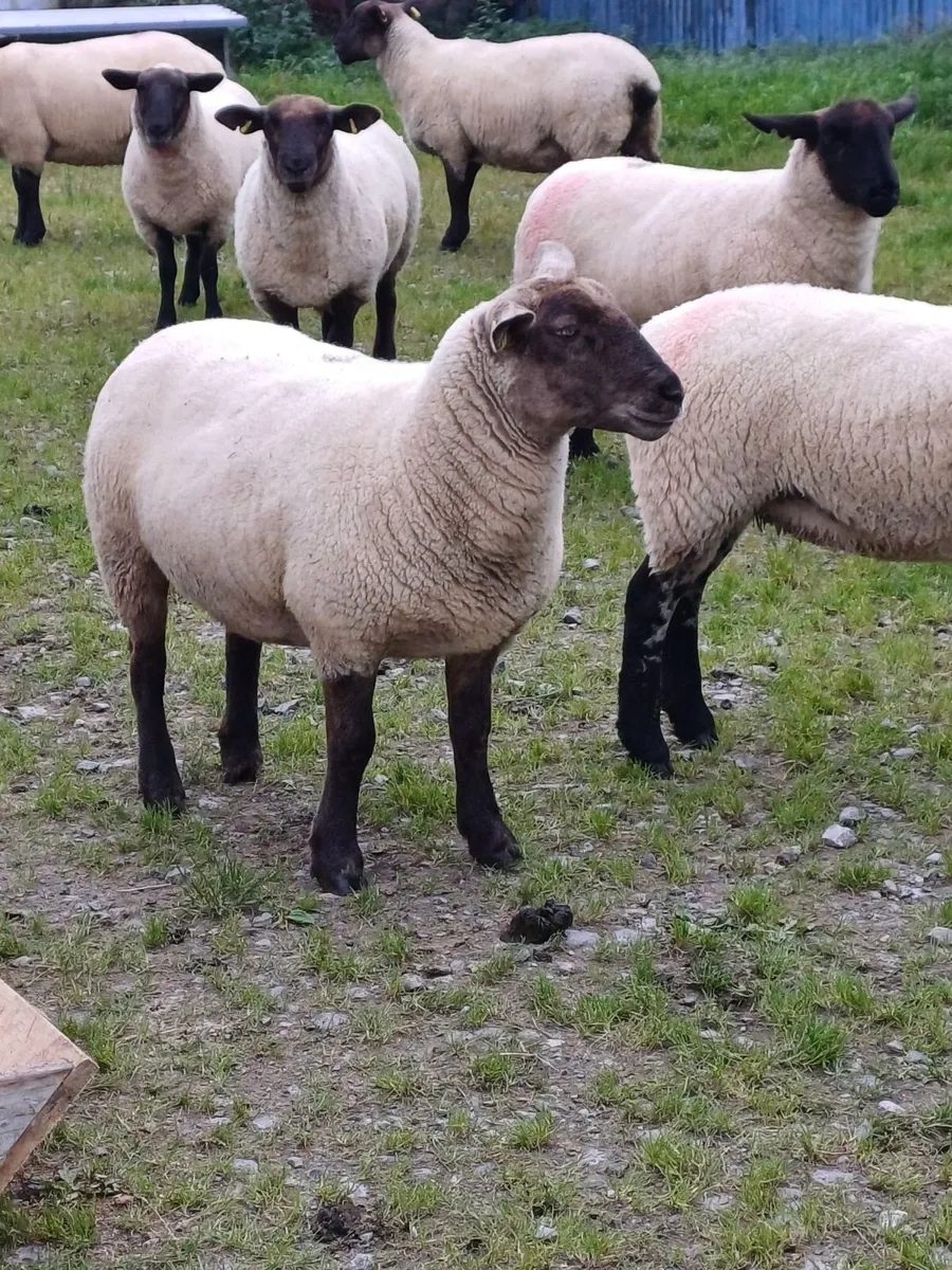 10 Ewe Hoggets - Image 1