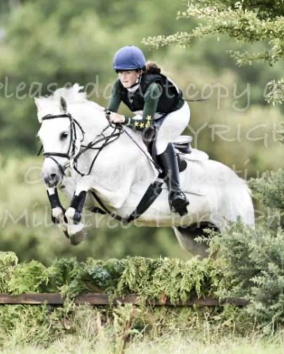 20 year Old Schoolmaster Pony - Image 1