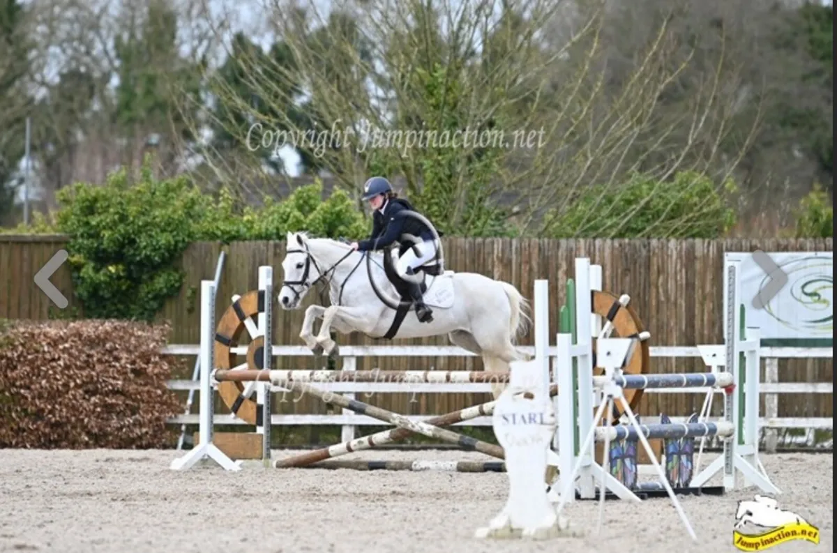 20 year Old Schoolmaster Pony - Image 2