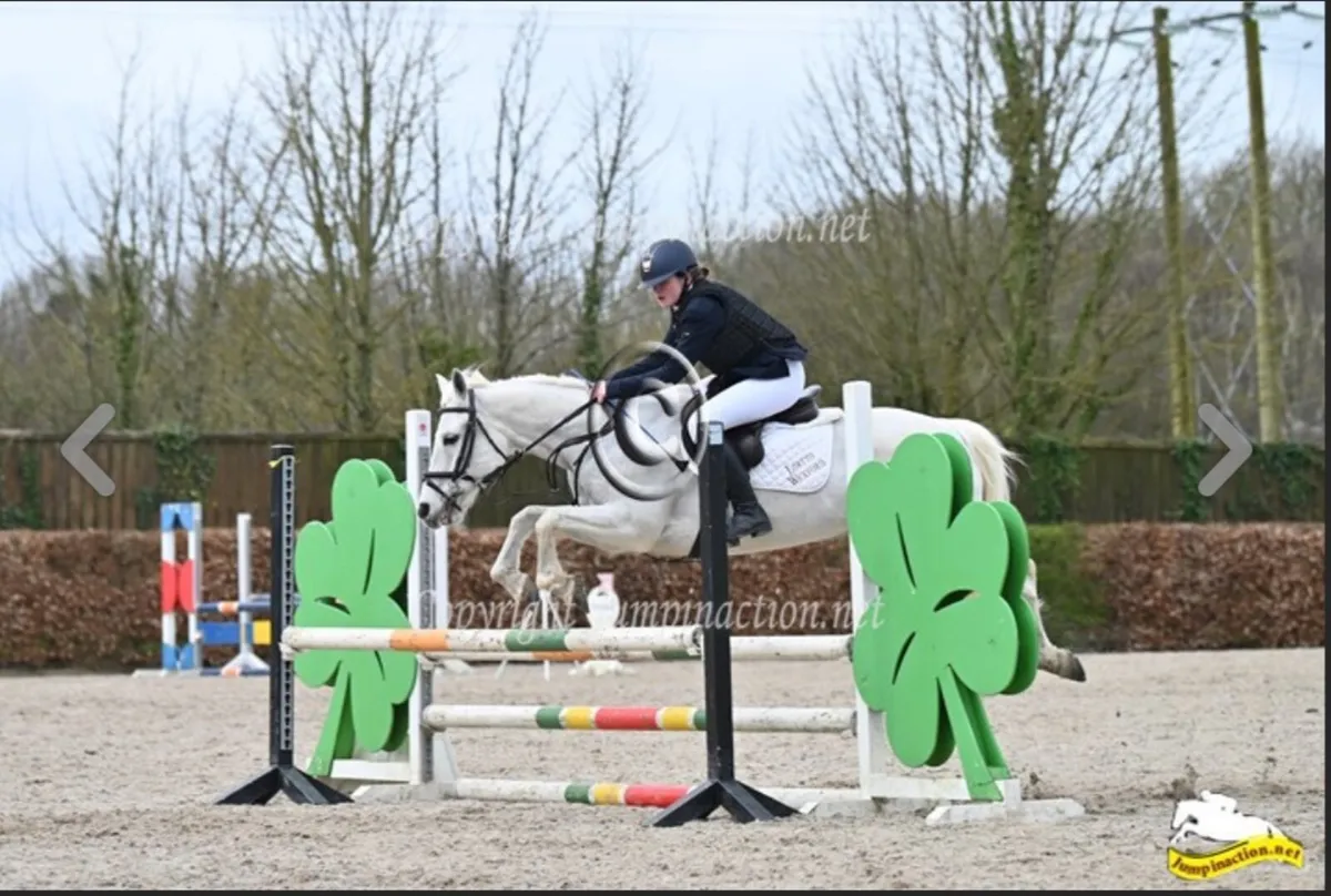 20 year Old Schoolmaster Pony - Image 3
