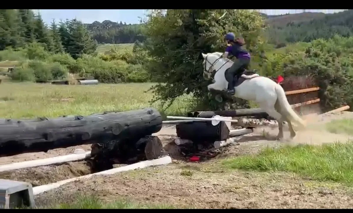 20 year Old Schoolmaster Pony - Image 4