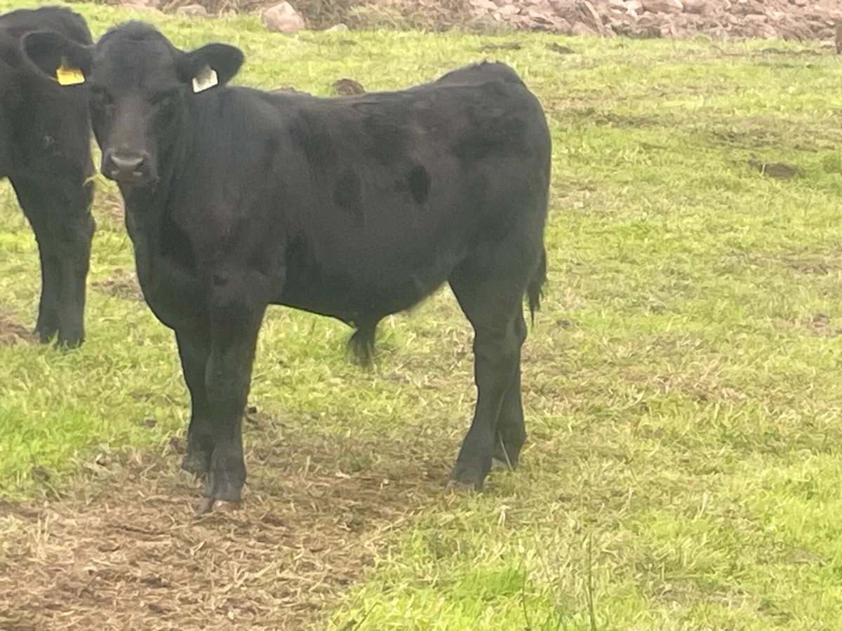 AAX Organic bull weanlings - Image 2