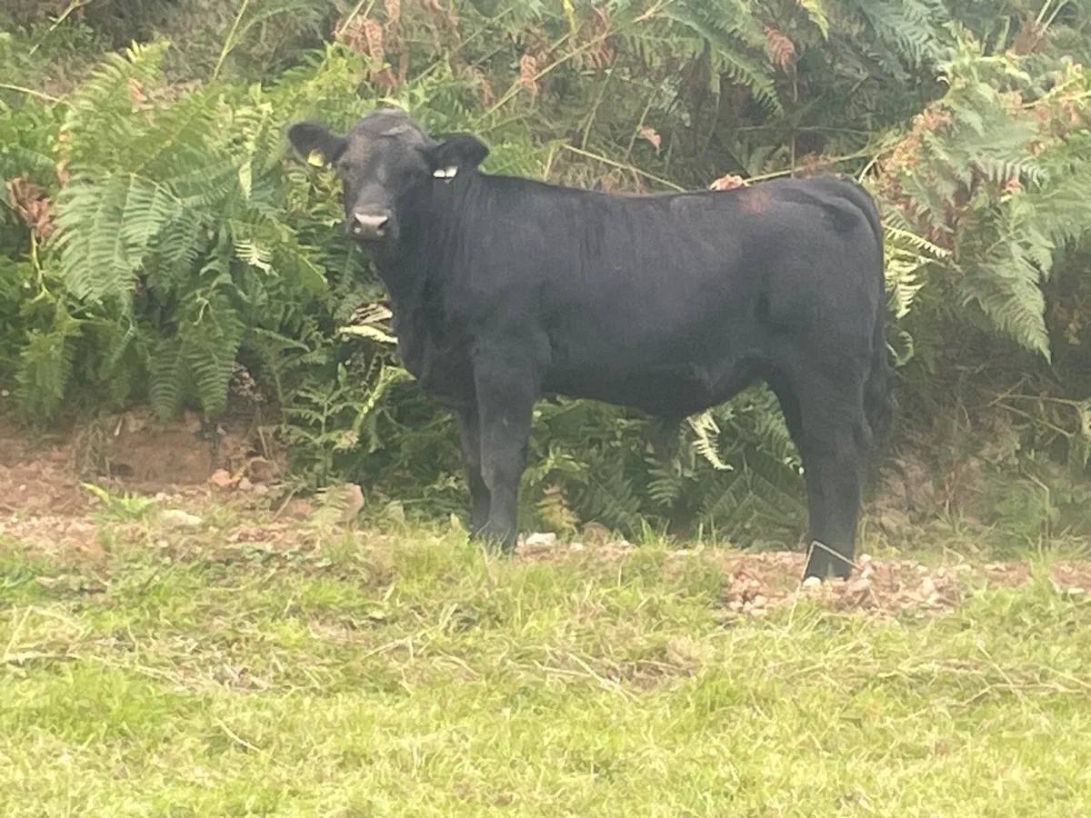 AAX Organic bull weanlings - Image 3