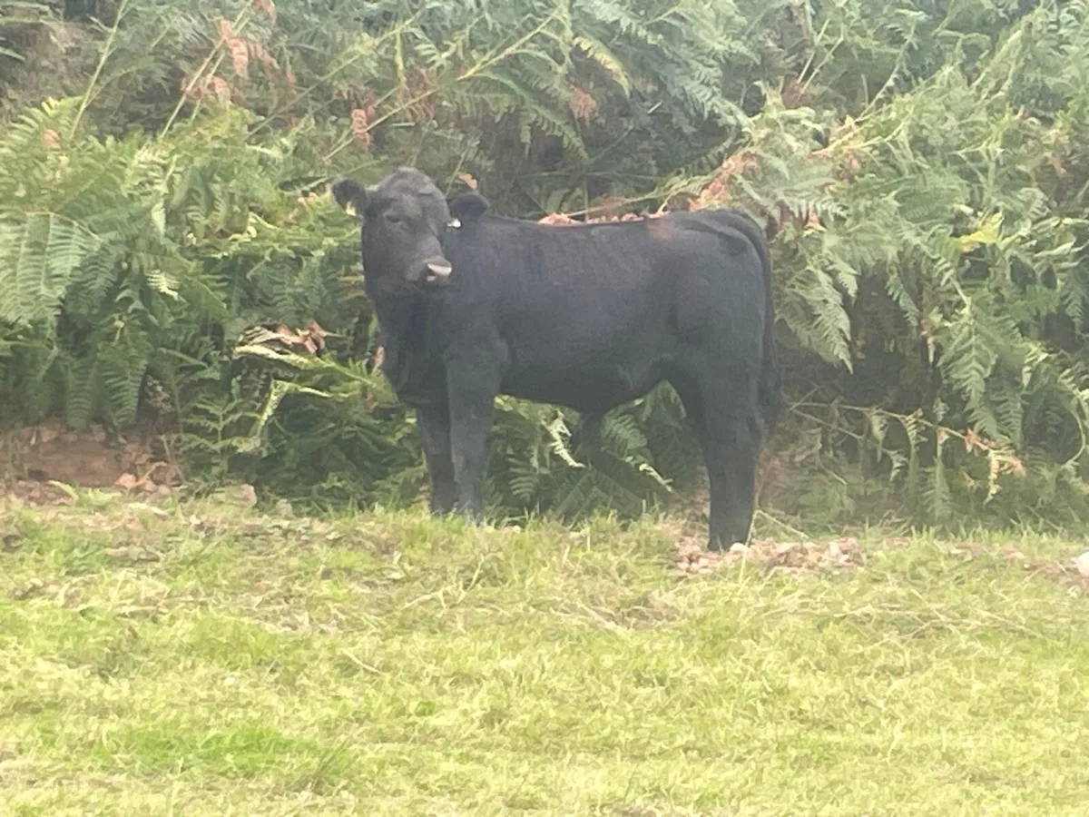 AAX Organic bull weanlings - Image 4