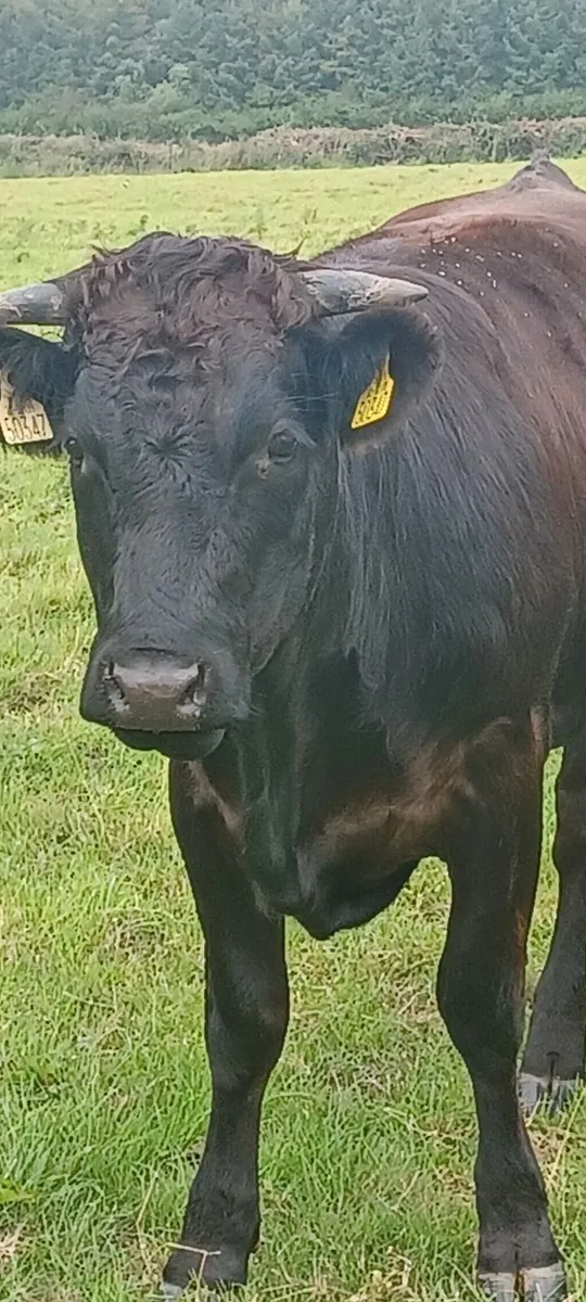 organic heifers - Image 2