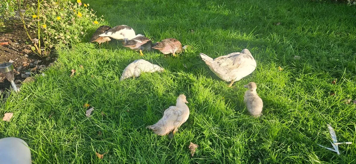 Muscovy Ducks - Image 2