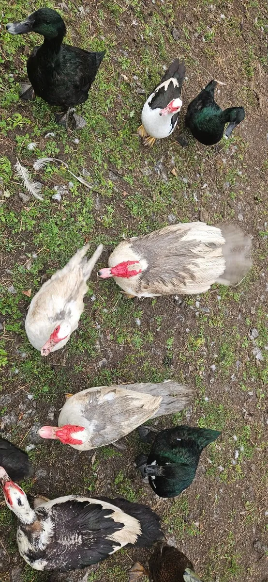 Muscovy Ducks - Image 3