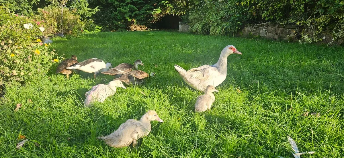 Muscovy Ducks - Image 1