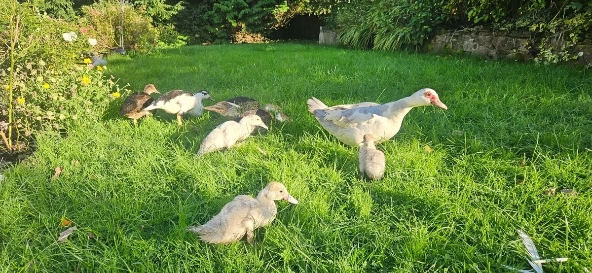Muscovy Ducks - Image 4