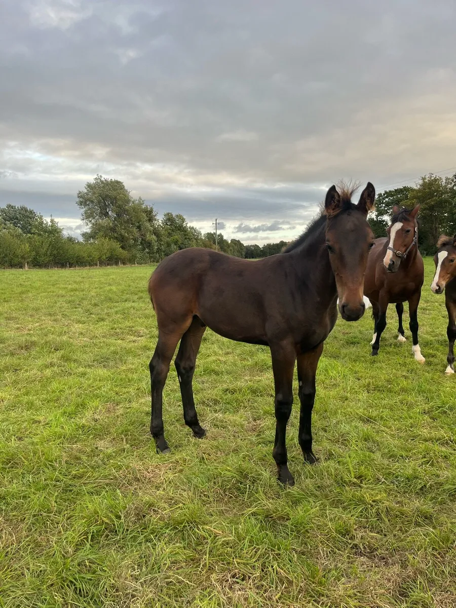 Lot 2 & 57 MRBG sale tomorrow - Image 1