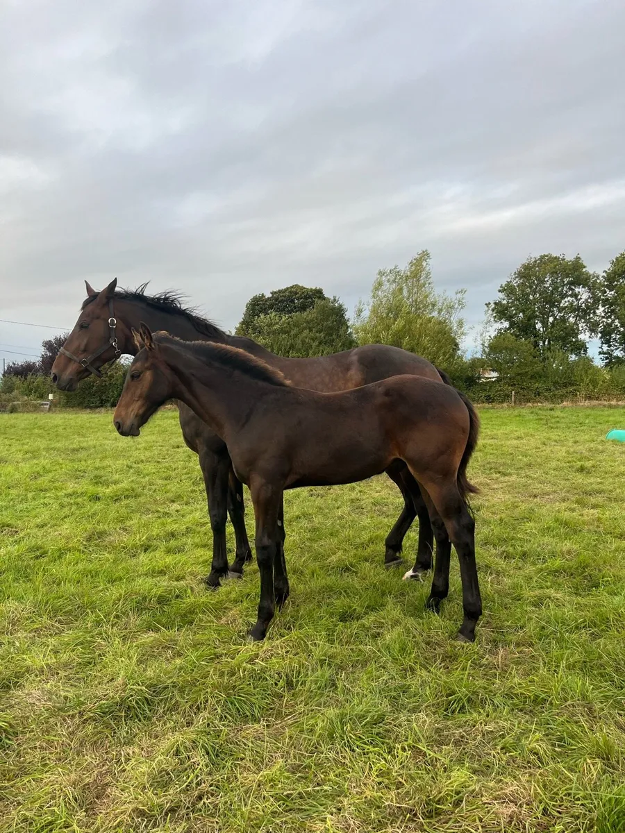 Lot 2 & 57 MRBG sale tomorrow - Image 2