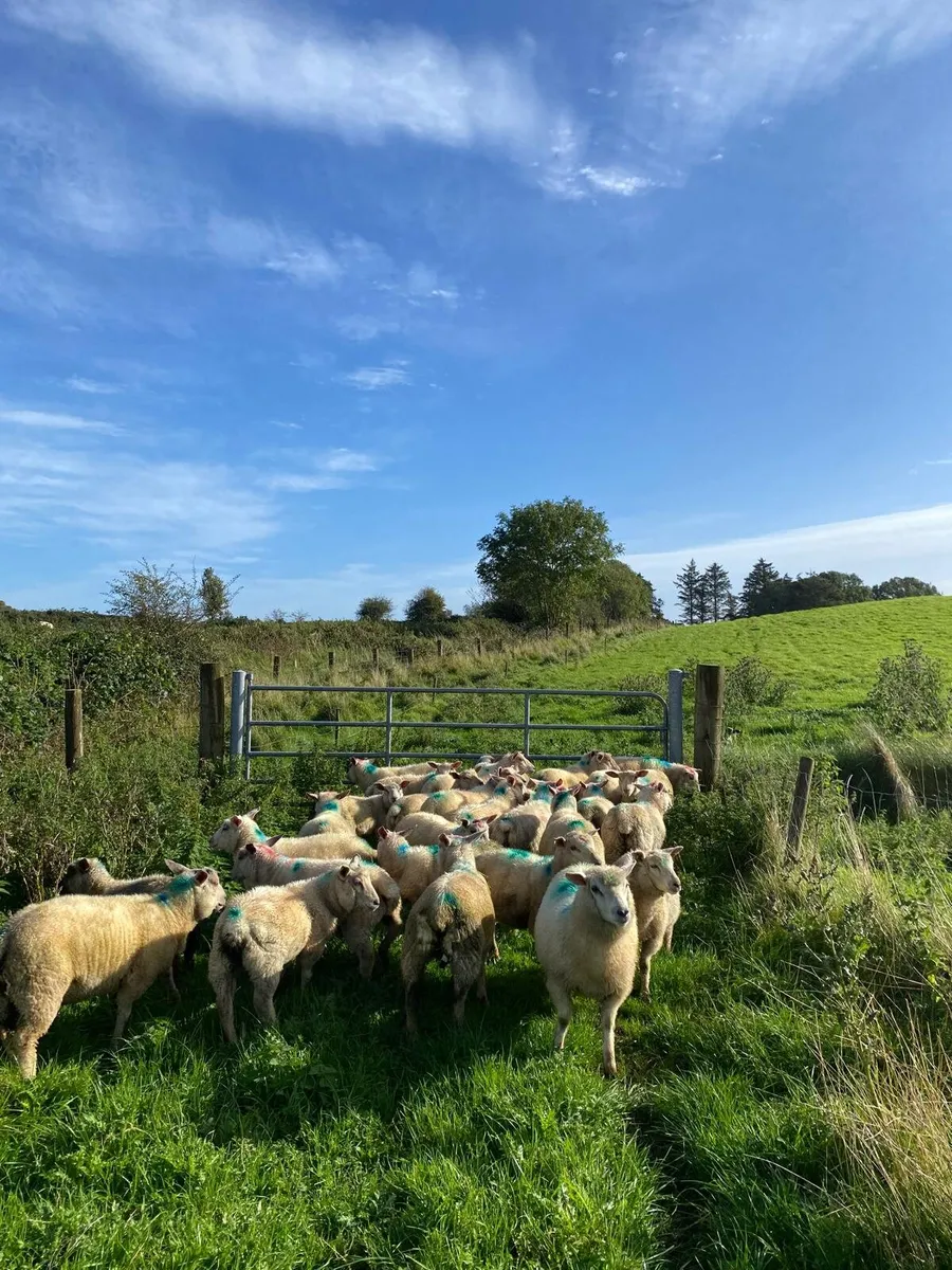 Organic Lambs - Image 1