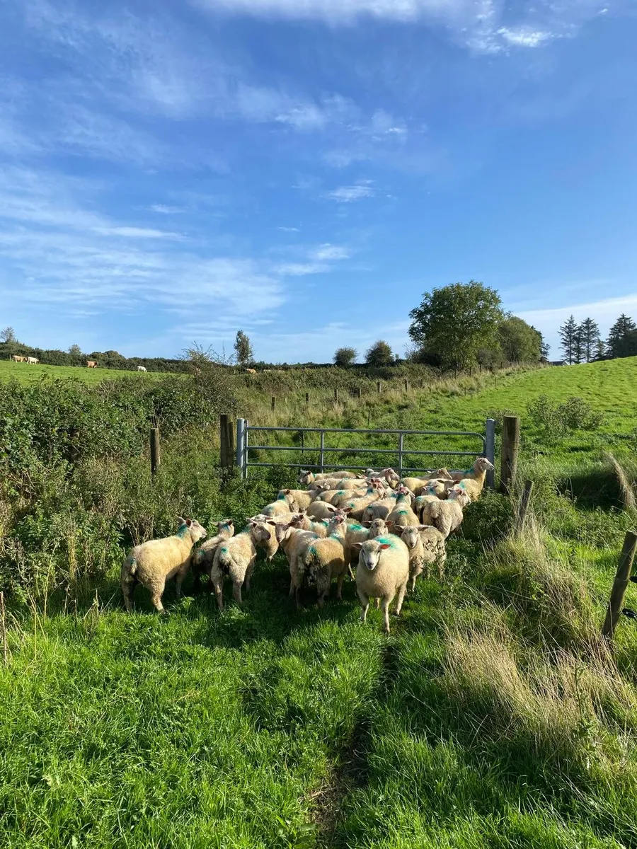 Organic Lambs - Image 2