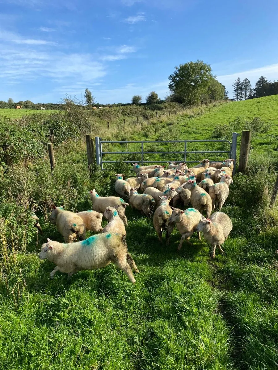 Organic Lambs - Image 3