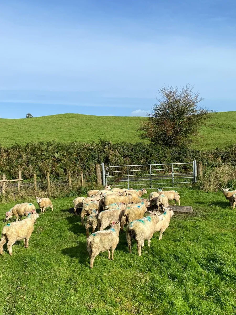 Organic Lambs - Image 4