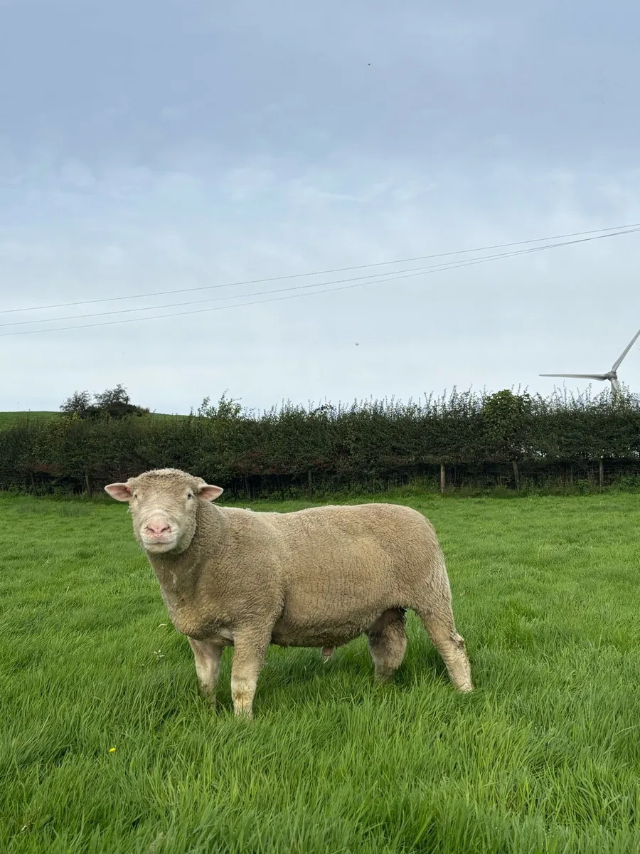Dorset ram - Image 1