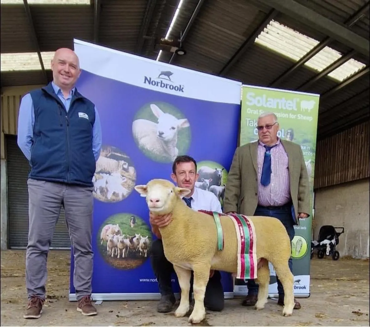 Dorset ram - Image 2