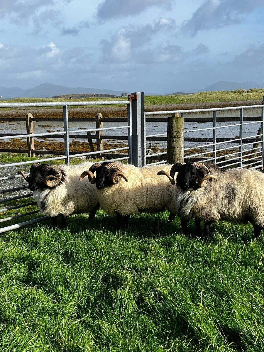 Mayo Mountain Hogs - Image 1