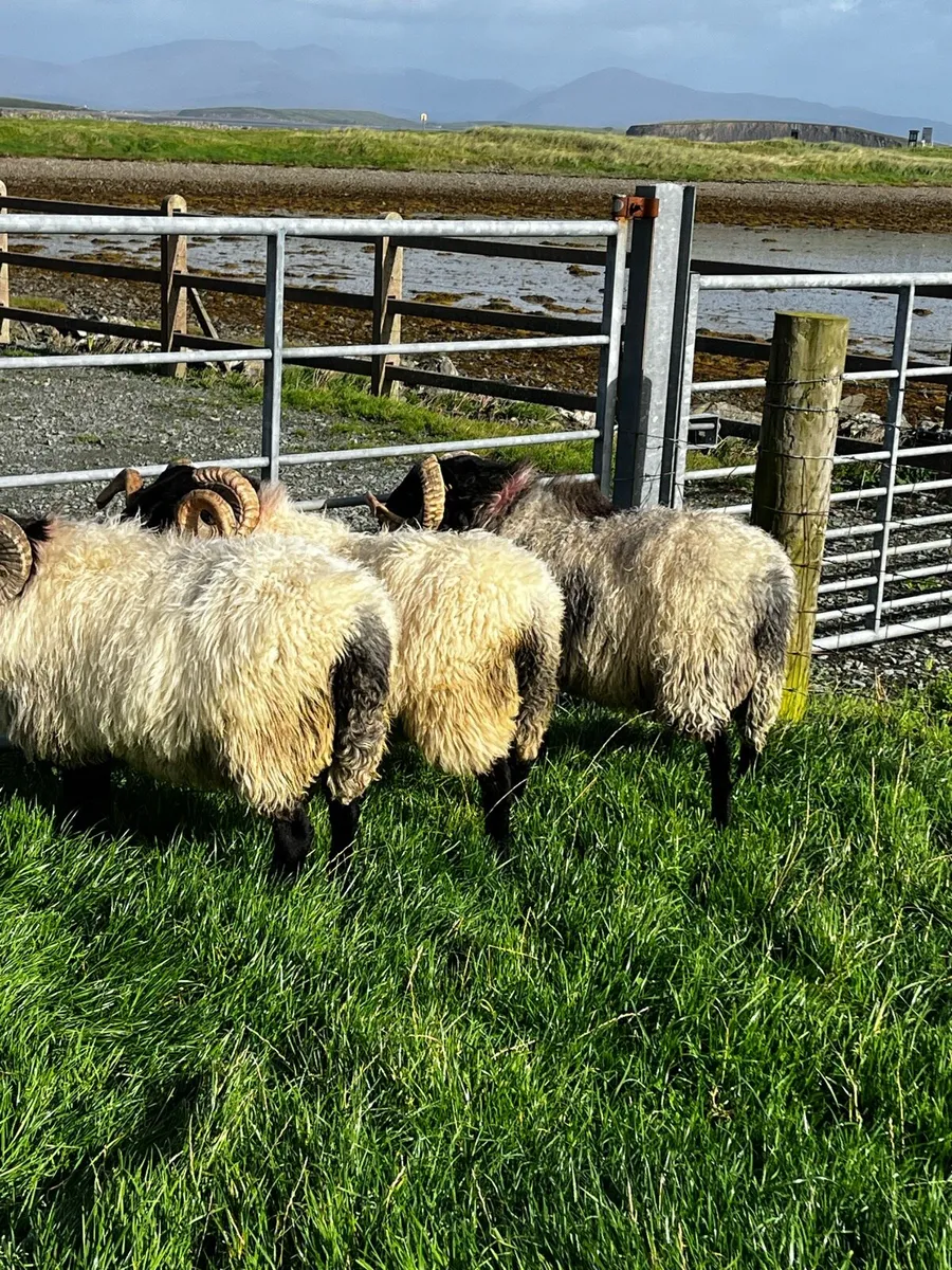 Mayo Mountain Hogs - Image 4