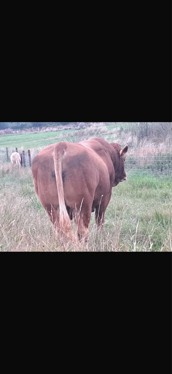 Superb pedigree 4 year old Limousin Zag bull - Image 4