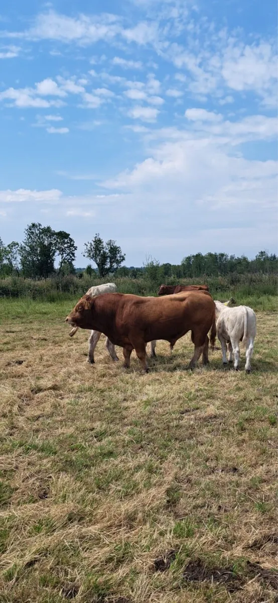 Superb pedigree 4 year old Limousin Zag bull - Image 3