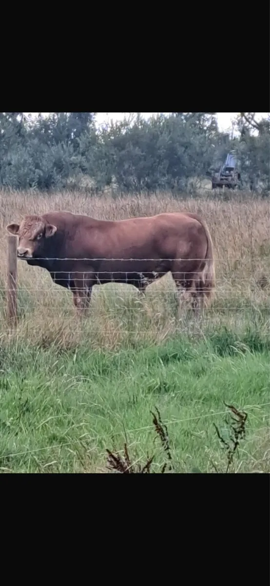 Superb pedigree 4 year old Limousin Zag bull - Image 2