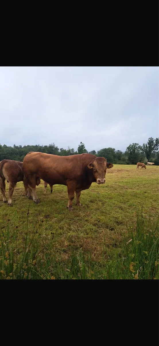 Superb pedigree 4 year old Limousin Zag bull - Image 1