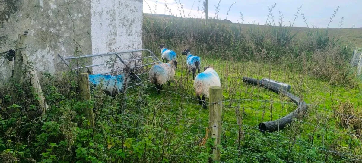 Sheep - Image 4