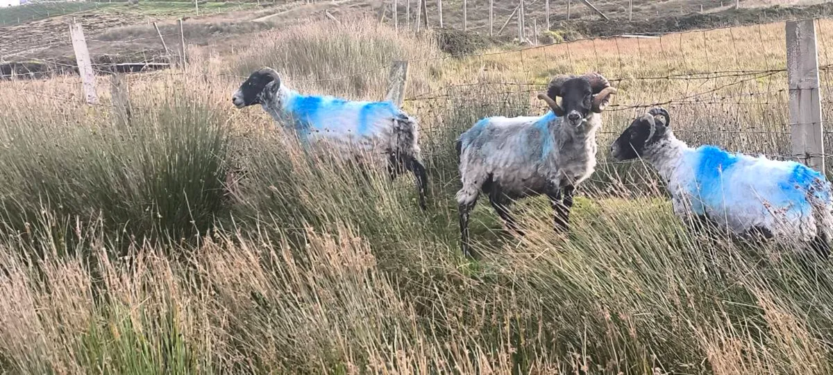 Sheep - Image 1