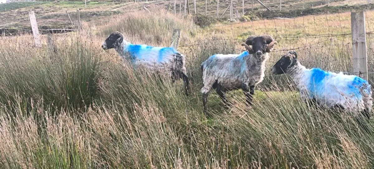 Sheep - Image 2