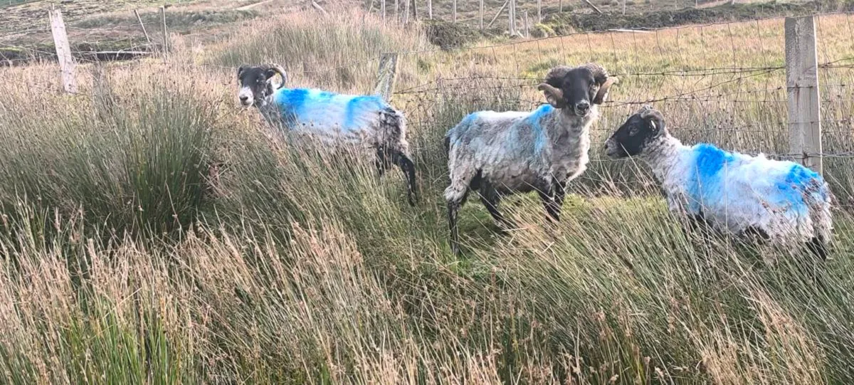 Sheep - Image 3