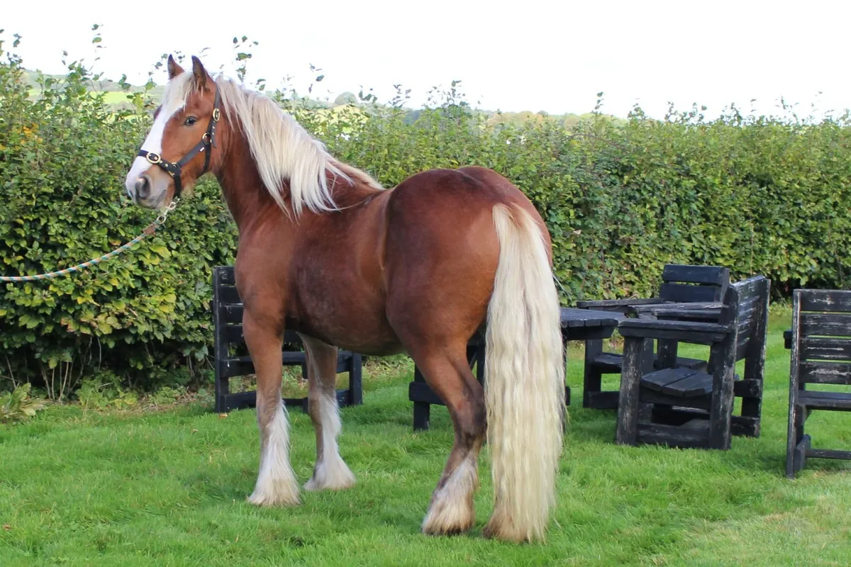 Full Pedigree IC Silver bay Gelding to make 14.3h - Image 1