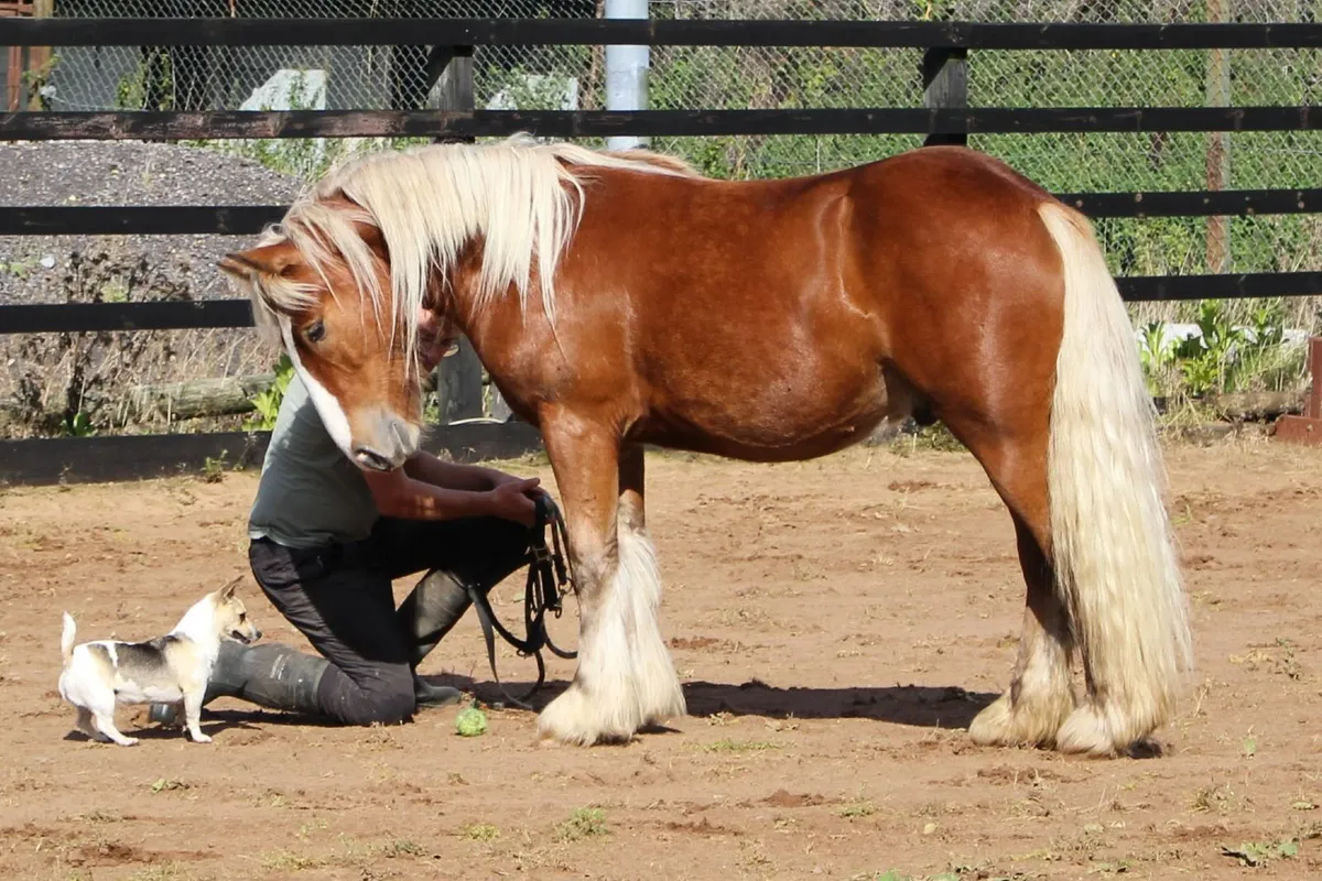 Full Pedigree IC Silver bay Gelding to make 14.3h - Image 2