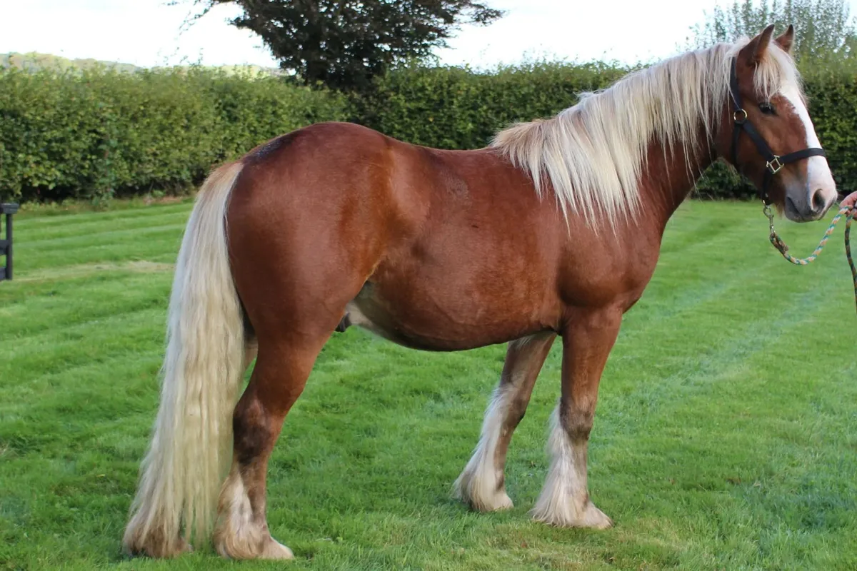 Full Pedigree IC Silver bay Gelding to make 14.3h - Image 3